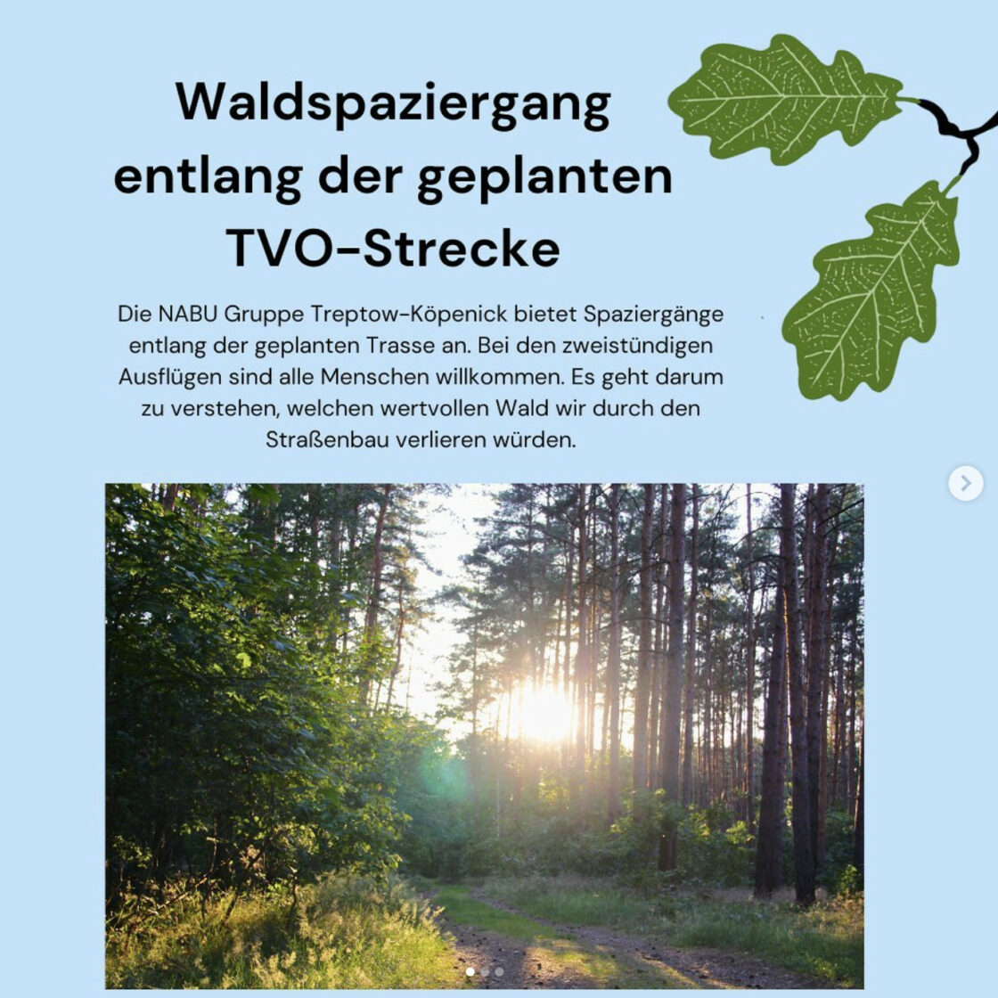 Waldspaziergang entlang der geplanten TVO-Strecke. Illustration von Eichenblätter und Foto vom Wald mit der Sonne